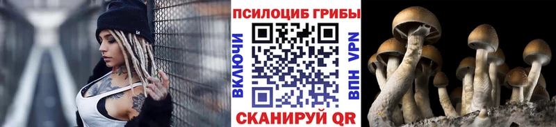 магазин    Будённовск  Псилоцибиновые грибы Psilocybine cubensis 